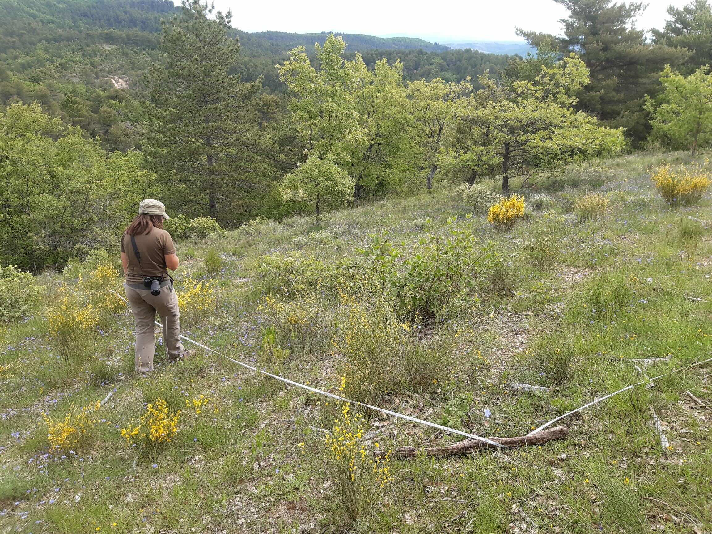 Géosel contributes to the monitoring study of Mediterranean dry grasslands in the Natura 2000 site “Adrets de Montjustin – les Craux – rochers et crêtes de Volx”