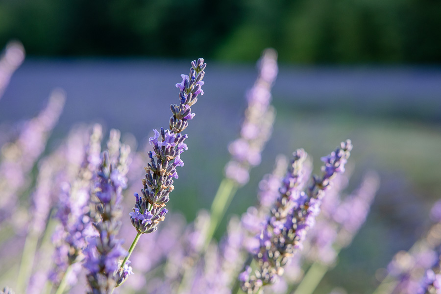 Tête de puits proche de fleurs de genêt